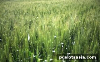 pg电子游戏牛牛玩法首次充值奖励全攻略
