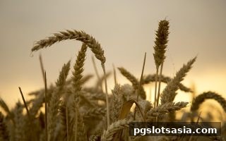 pg电子游戏炸金花新手注册红包申请全攻略：轻松拿福利