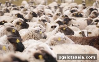 pg电子游戏：深度解读Dota2赛事观赛新价值，轻松实现每周稳定收益